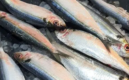 Love Eating Fish? Try These 5 Boneless Varieties That Are Perfect For Children Too