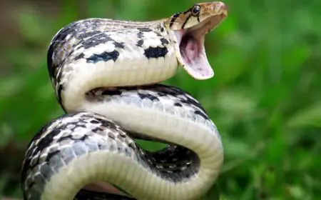 Snake Bites On The Rise In Monsoon: Here's What Doctors Say Can Save Lives