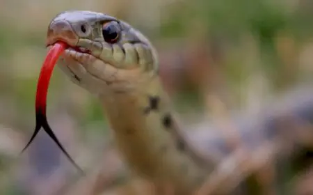 Snake Magnet: Everyday Smells That Invite Slithering Guests Into Your Home