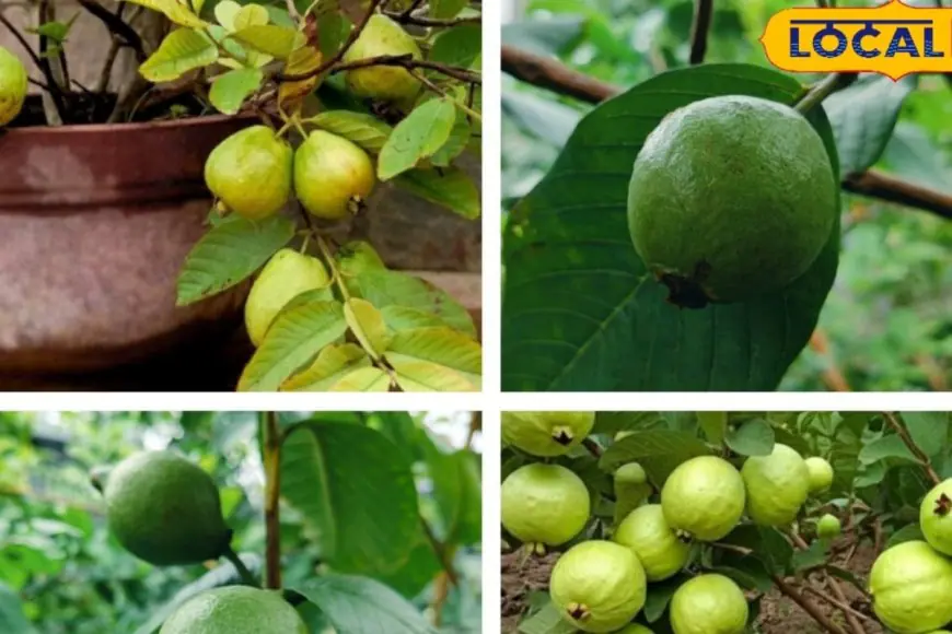 Grow The Best Guava Varieties In Pots: Enjoy A Garden-Fresh Harvest Right At Home