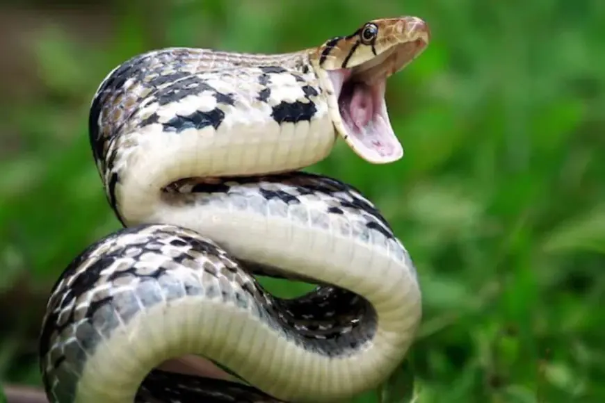 5 Things In Your Home That Might Invite Snakes