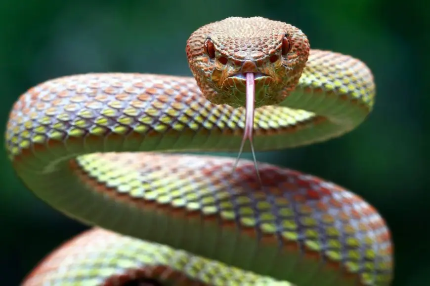 These Simple Things Can Chase Snakes Away Instantly, Keep Them Handy