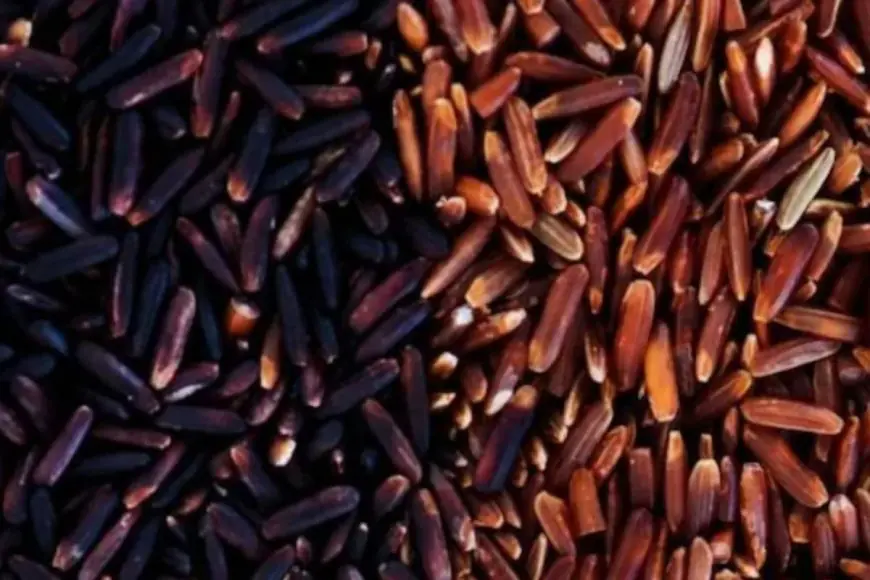 Difference Between Brown Rice And Black Rice: Which One Is Healthier?