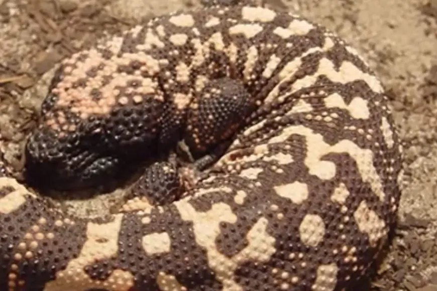 How This Venomous Lizard Gave A ‘Magic Fix’ For Weight Loss — Science Behind Ozempic | Video