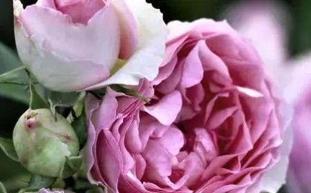 The Role of Bulgarian Roses In Luxury Skincare And Perfumes