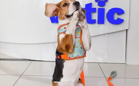 Homemade Vs Packaged Pet Food: What’s Better For Your Pet’s Health?