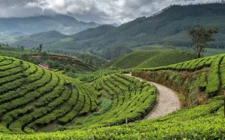 India’s Tea Trails: Discover The Country’s Finest Estates