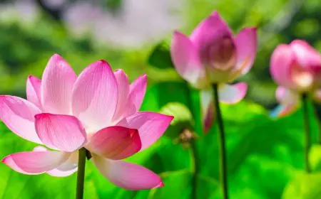 Sacred Flowers To Offer Lord Shiva During Karthika Masam