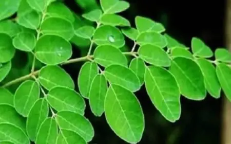 This South Indian Staple Is The New Superfood For Thicker And Healthier Hair