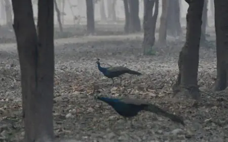 Planning A Weekend Getaway? These 5 Scenic Spots Near Delhi Offer Complete Fun And Relaxation