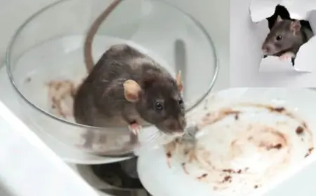Say Goodbye To Rats! This Simple Kitchen Trick Keeps Your Home Rodent-Free