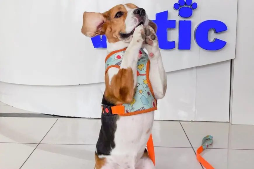 Homemade Vs Packaged Pet Food: What’s Better For Your Pet’s Health?