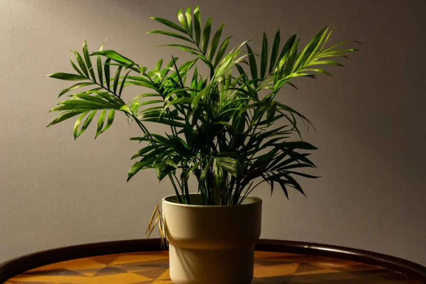 10 Indoor Plants To Elevate Your Festive Decoration