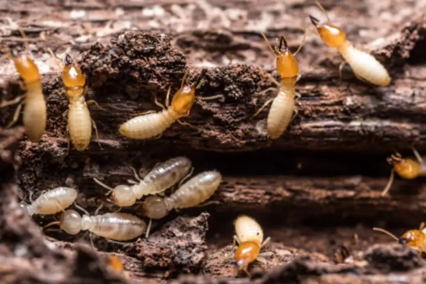 Top 10 Treatments To Get Rid Of Termites Easily