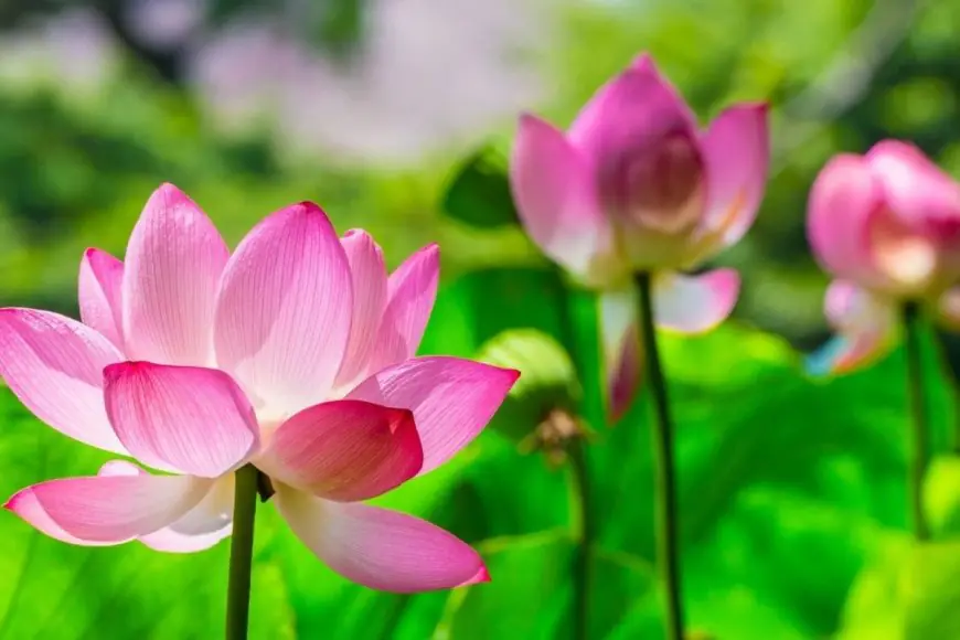 Sacred Flowers To Offer Lord Shiva During Karthika Masam