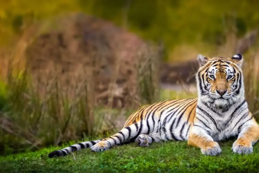 6 Best Post-Diwali Family Retreats In The Wild