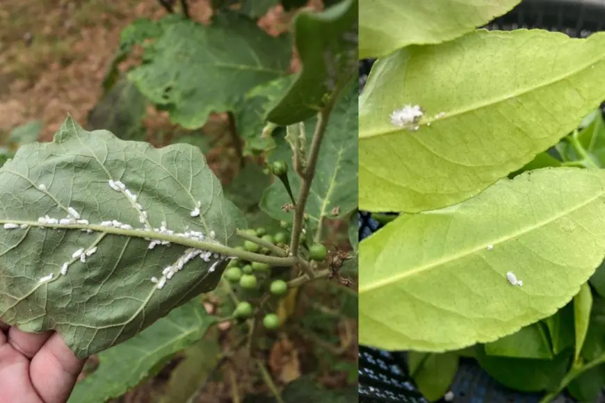 No Pesticides Needed: One Shampoo Sachet Can Save Your Garden