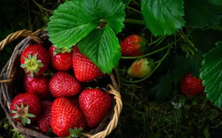 Strawberry Farming: Make Money From Home This Winter With This Simple Trick!