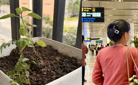 Can You Carry A Tulsi Plant On A Flight? This X Post Sparks Searches — What Airports Allow And Ban