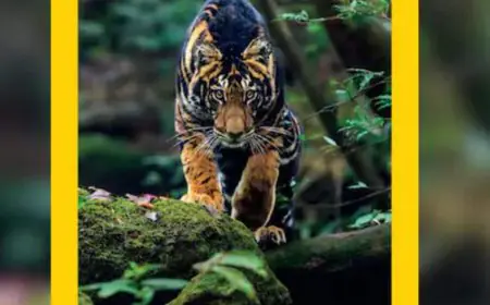 This Is The Only Wildlife Reserve In India To Spot Black Tiger