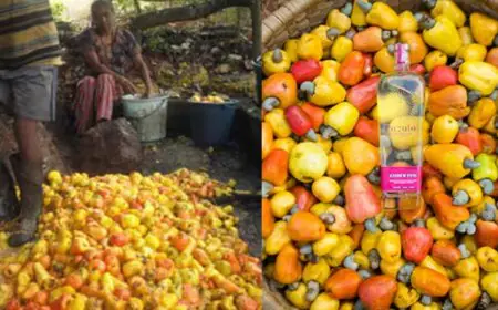 No Pain, No Hangover: The Origin Story Of Goa's Most Famous Drink Is Wild