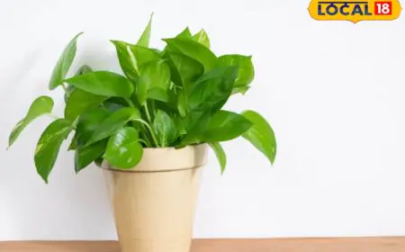 Is Your Money Plant Turning Yellow? These Simple Home Remedies Can Bring Back Its Shine