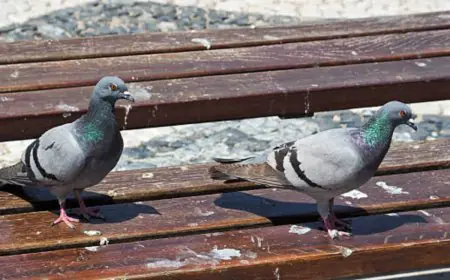 Where Do Lizards Go In Morning? Where Do Pigeons Go At Night? Which ‘Pest’ Is More Harmful & Disliked Most?