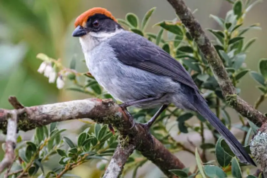 Nature’s Comeback Stories: 10 Animals That Beat Extinction