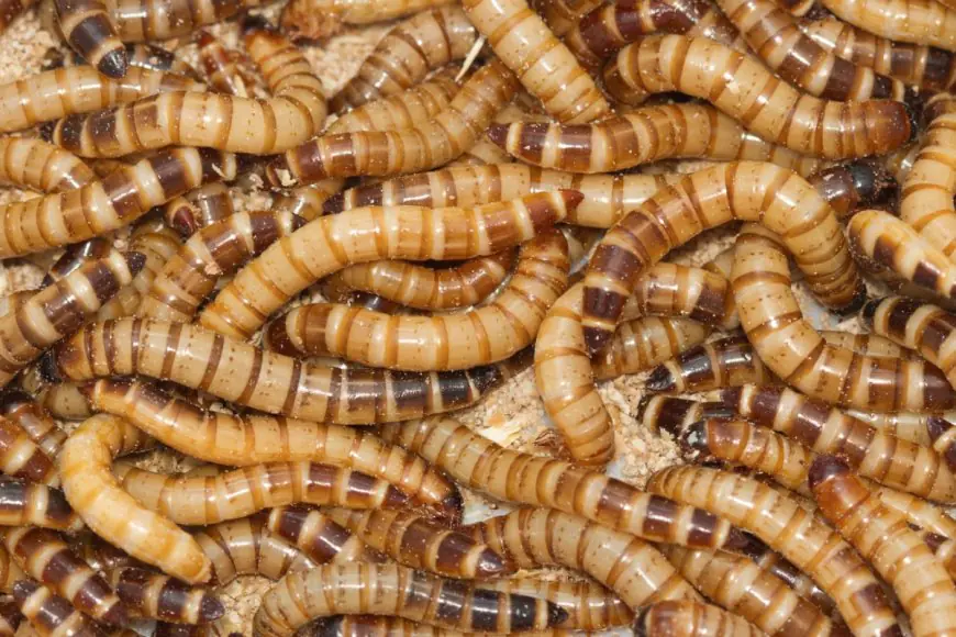 Are Bugs The Next Space Superfood? How Astronauts Could Eat To Survive Long Missions | Study Explained