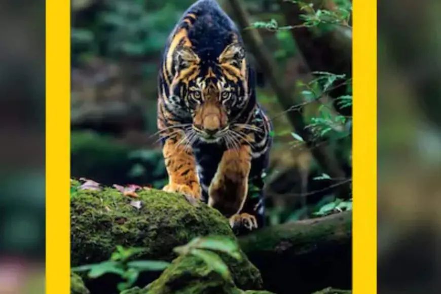 This Is The Only Wildlife Reserve In India To Spot Black Tiger