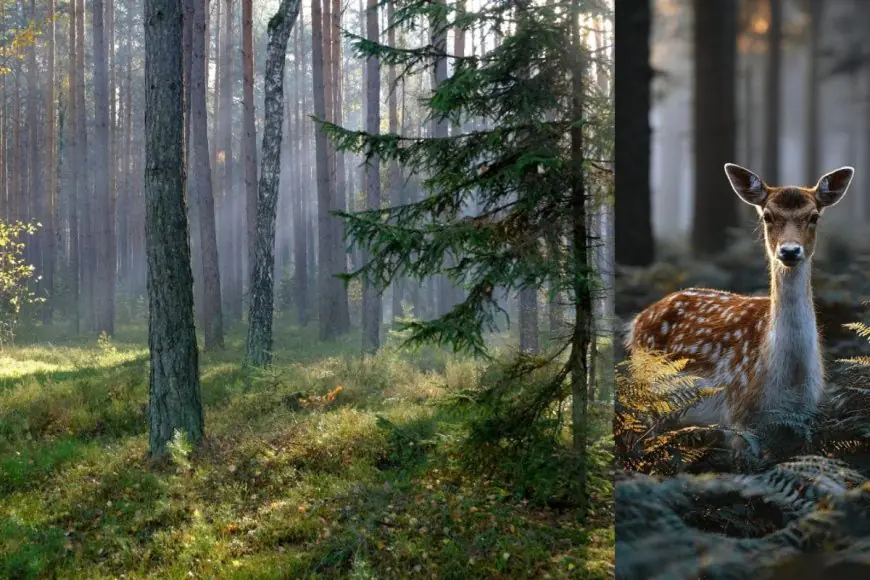 Planning A Winter Weekend Trip From Bengaluru? These Misty Hills Are The Best