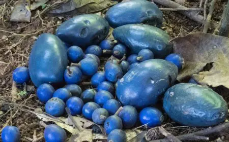 This Rare Fruit Isn’t Dyed Or Edited; It’s Naturally The Brightest Blue In The Plant Kingdom