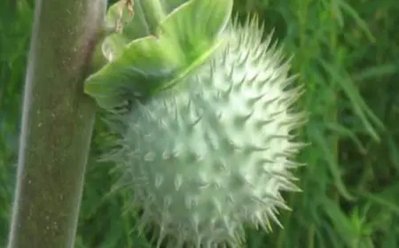 Poison Or Cure? Ayurveda Experts Share Medicinal Benefits Of Dhatura Plant