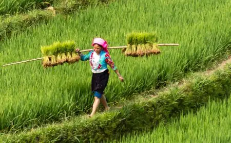 GK: Which State Is Called The Rice Bowl Of India?