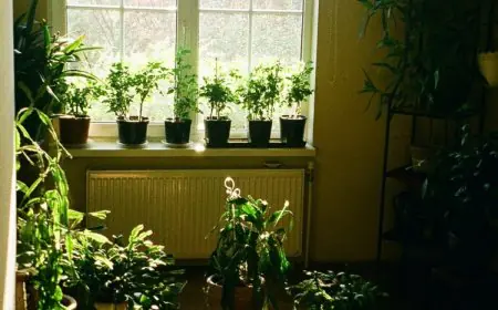 Combat Indoor Pollution With Thee Plants To Lower AQI And Refresh Your Space