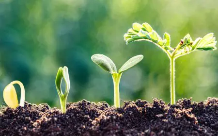 Why Soil Health Is India’s Most Urgent Climate And Food Security Priority