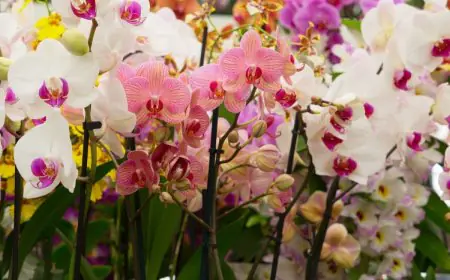 GK: This State Of India Is Called The Land Of Orchids