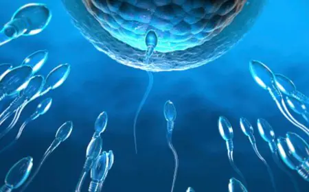 Trying For A Baby? How Holiday Habits May Be Affecting Fertility; What Couples Should Know