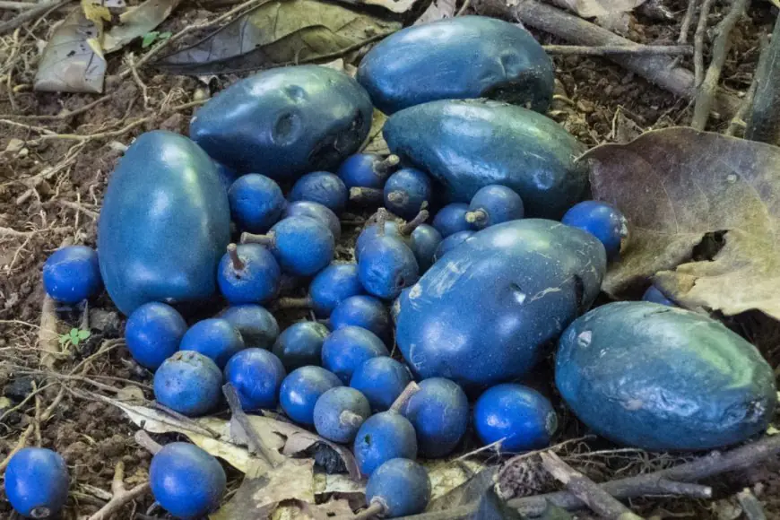 This Rare Fruit Isn’t Dyed Or Edited; It’s Naturally The Brightest Blue In The Plant Kingdom