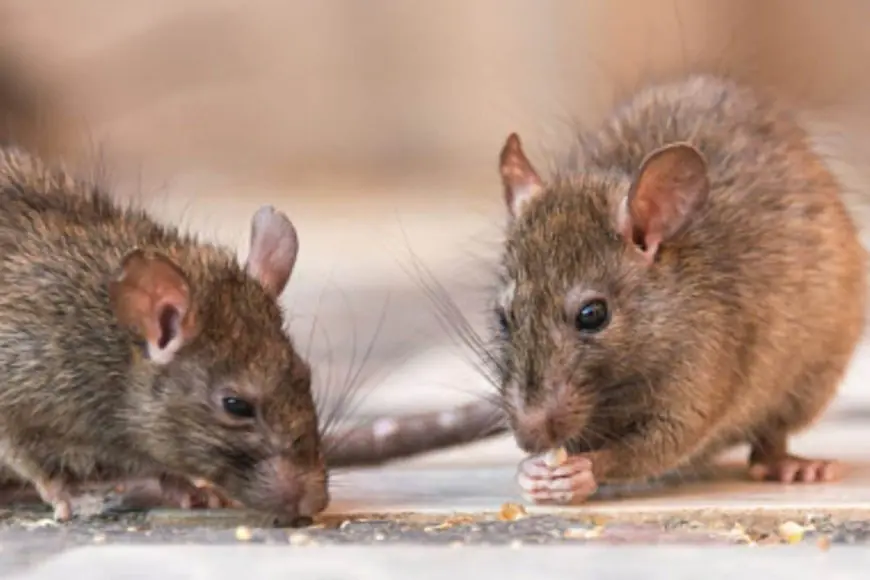 Why Rats Invade Your Home During Winter, Try Simple Fixes To Keep Them Out