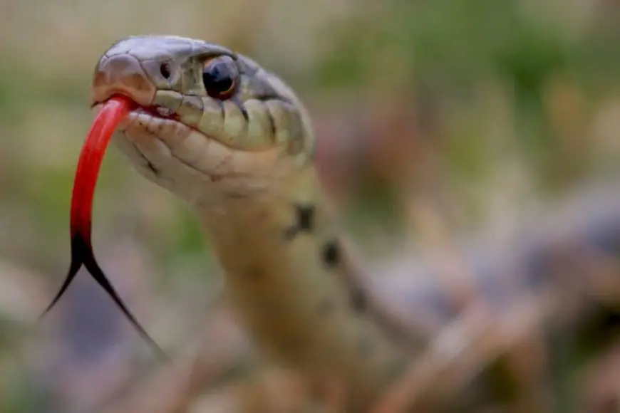 Curious Why Snakes Enter Homes In Winter? These Common Plants Might Be The Reason