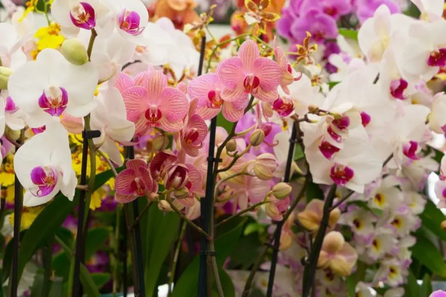 GK: This State Of India Is Called The Land Of Orchids