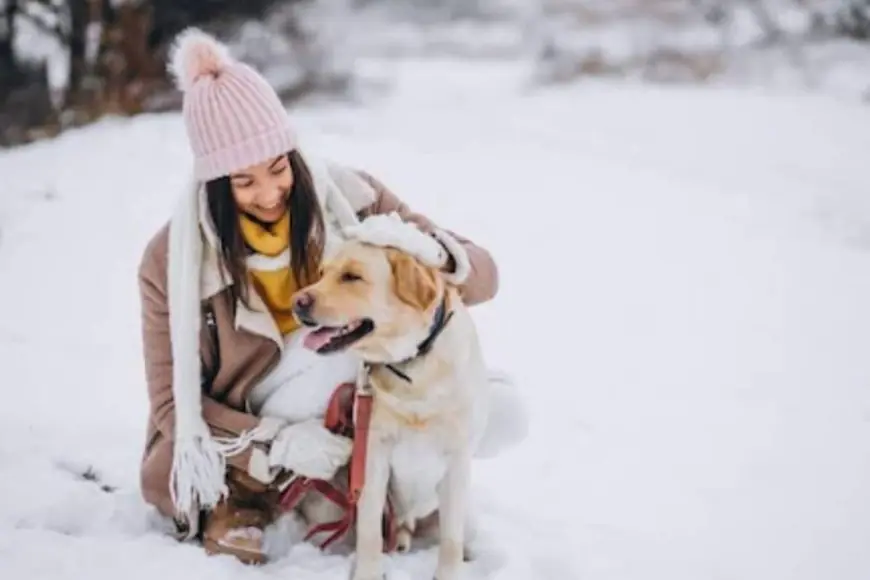 Cold Weather, New Places: Preparing Your Dog For Winter Vacations