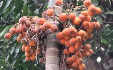 Smokeless Doesn't Man Harmless: The Alarming Impact Of Areca Nut In Indian Youth