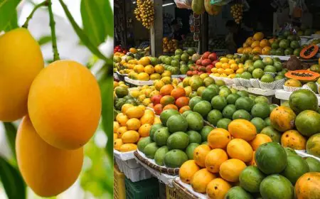 Mangoes In Winter? Bengaluru Markets See An Early Arrival Of The Summer Fruit