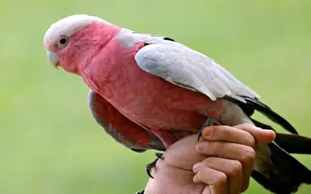 Top 5 Longest Living Birds In The World