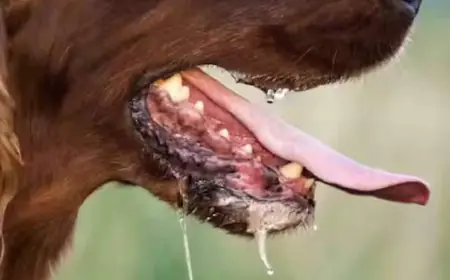 Rabies To Be Declared A Notifiable Disease In Delhi: What You Need To Know