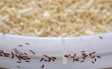 Try These 5 Rice Variants That Are Healthier, Better Than White Rice For Diabetics
