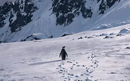 The World’s Most Stunning Places To Encounter Penguins