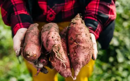 Why Sweet Potato Kheer Is Becoming A Favourite Go-To Dessert This Winter Season